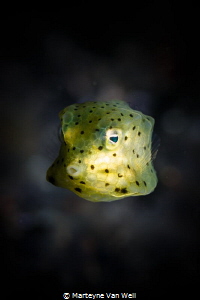 A little yellow boxfish up close and personal. Taken with... by Marteyne Van Well 